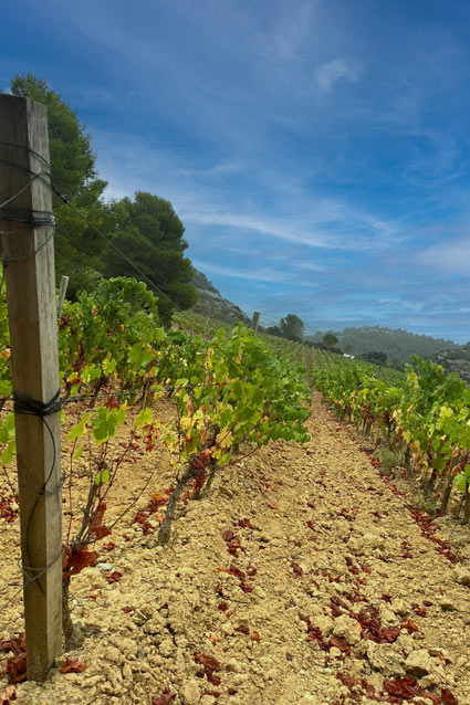 Photo des vignes du Domaine du Grand Crès